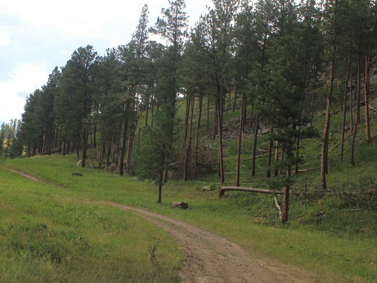 Valley Trail - FS 669 photo 6