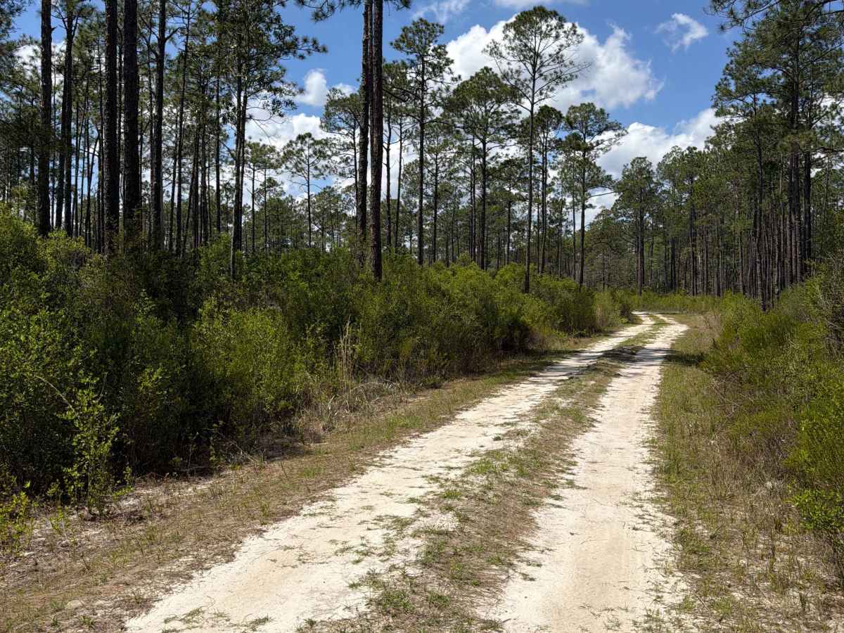 Southside West - FS 125 trail photo