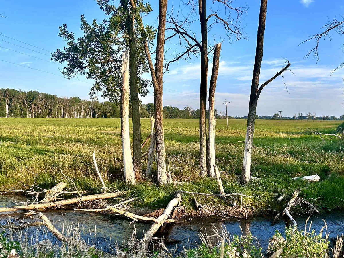 Wildlife Drive photo 5