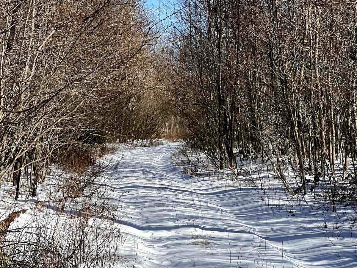 Steele Top Trail photo 3