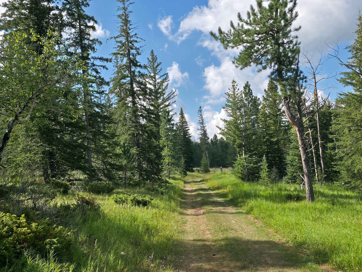 Rhoads Fork - FS 233.1B photo 5