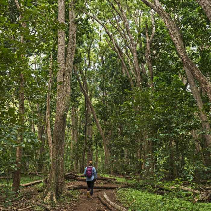 Near Ho'opi'i Falls Trail