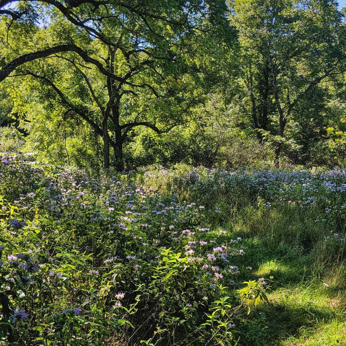 Blue Mountain Trail cuts alongside a field with wildflowers in Stokes State Forest, NJ. Near Stokes State Forest Loop