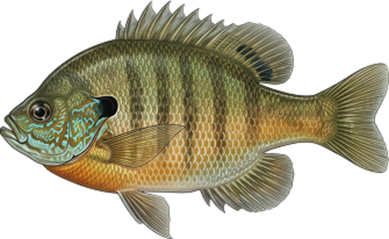 Bluegill
