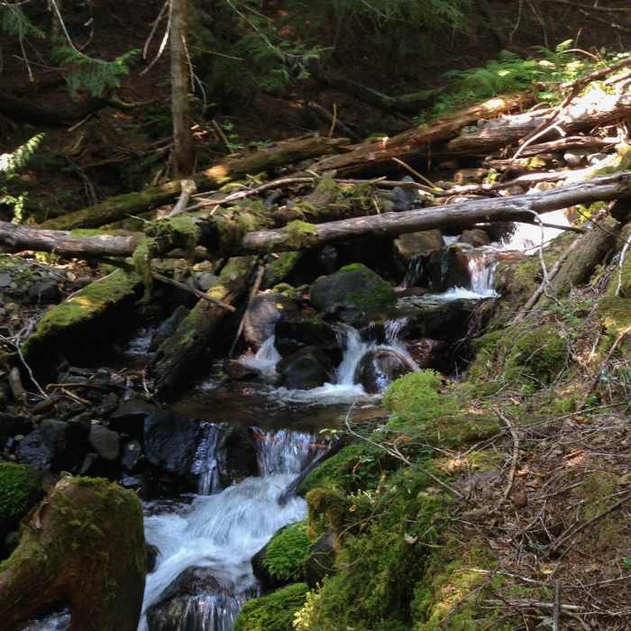 Near Upper Salmon River Trail