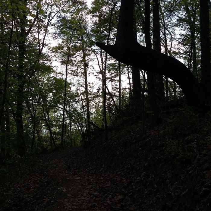 Fire Break Trail in the evening. Near Sharp's Ridge Loop