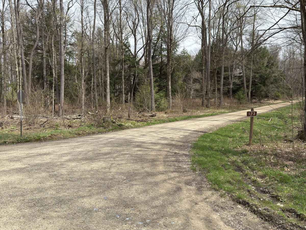 Marshwillow - FS 173 trail photo