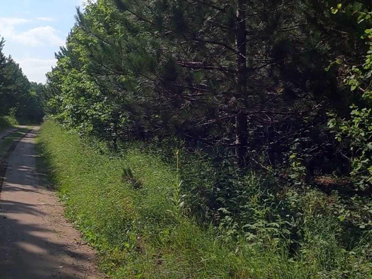 Little Black River Spur C (FSR 2233C) photo 3