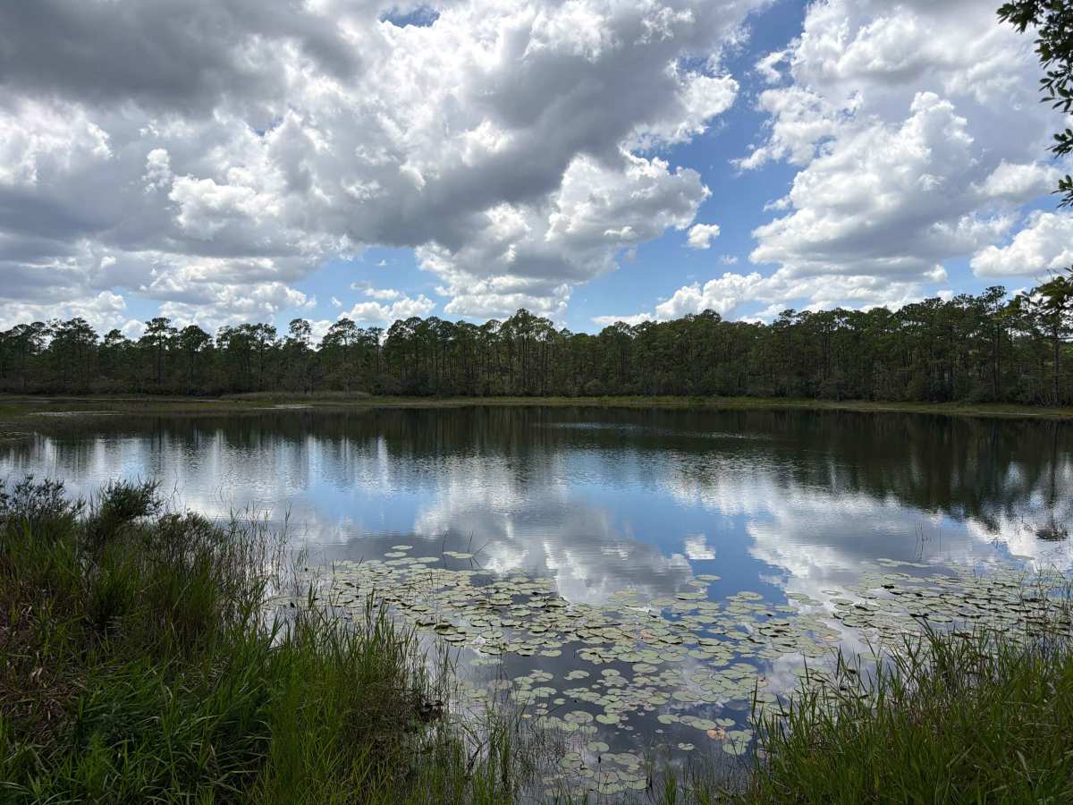 Ocala National Forest 445 Powerline Trail photo 2