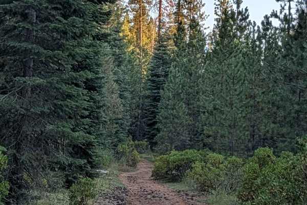 White Deer Lake East - FS 40N07A