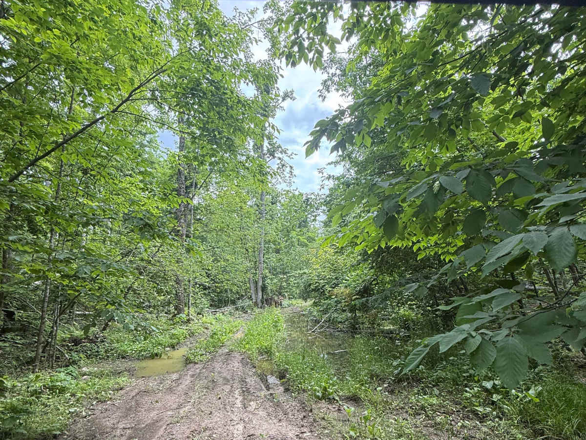 Cedar Run photo 4