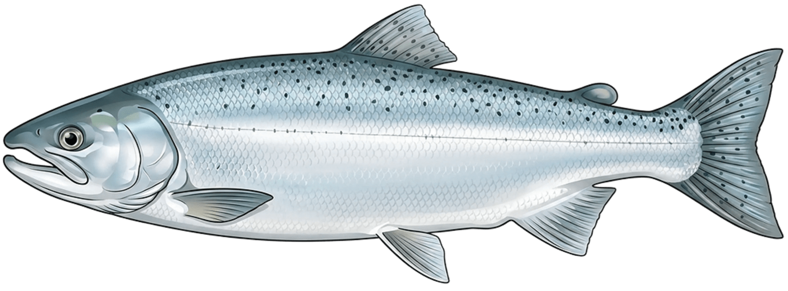 Kokanee salmon