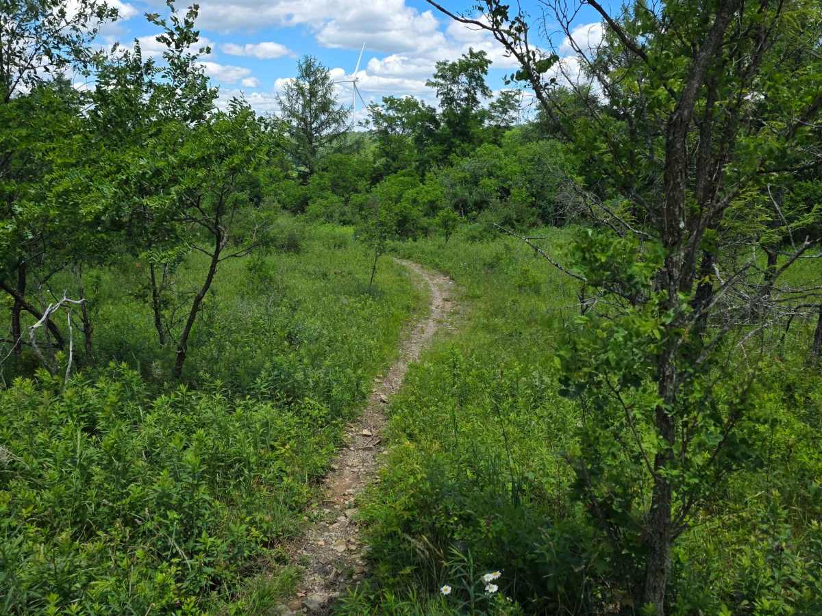 Single Track NN trail photo