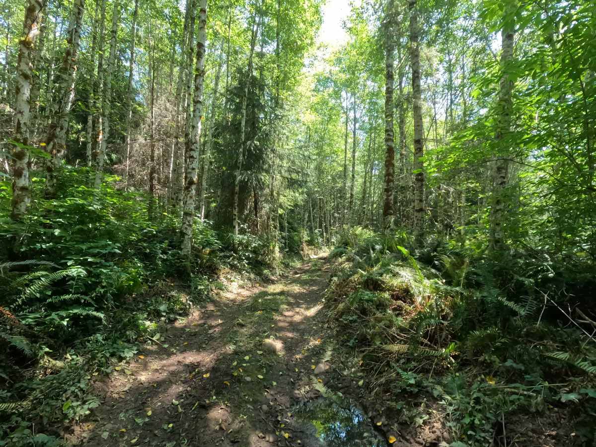Stump Trail photo 6