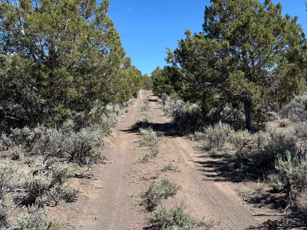 BLM 8464 photo 3