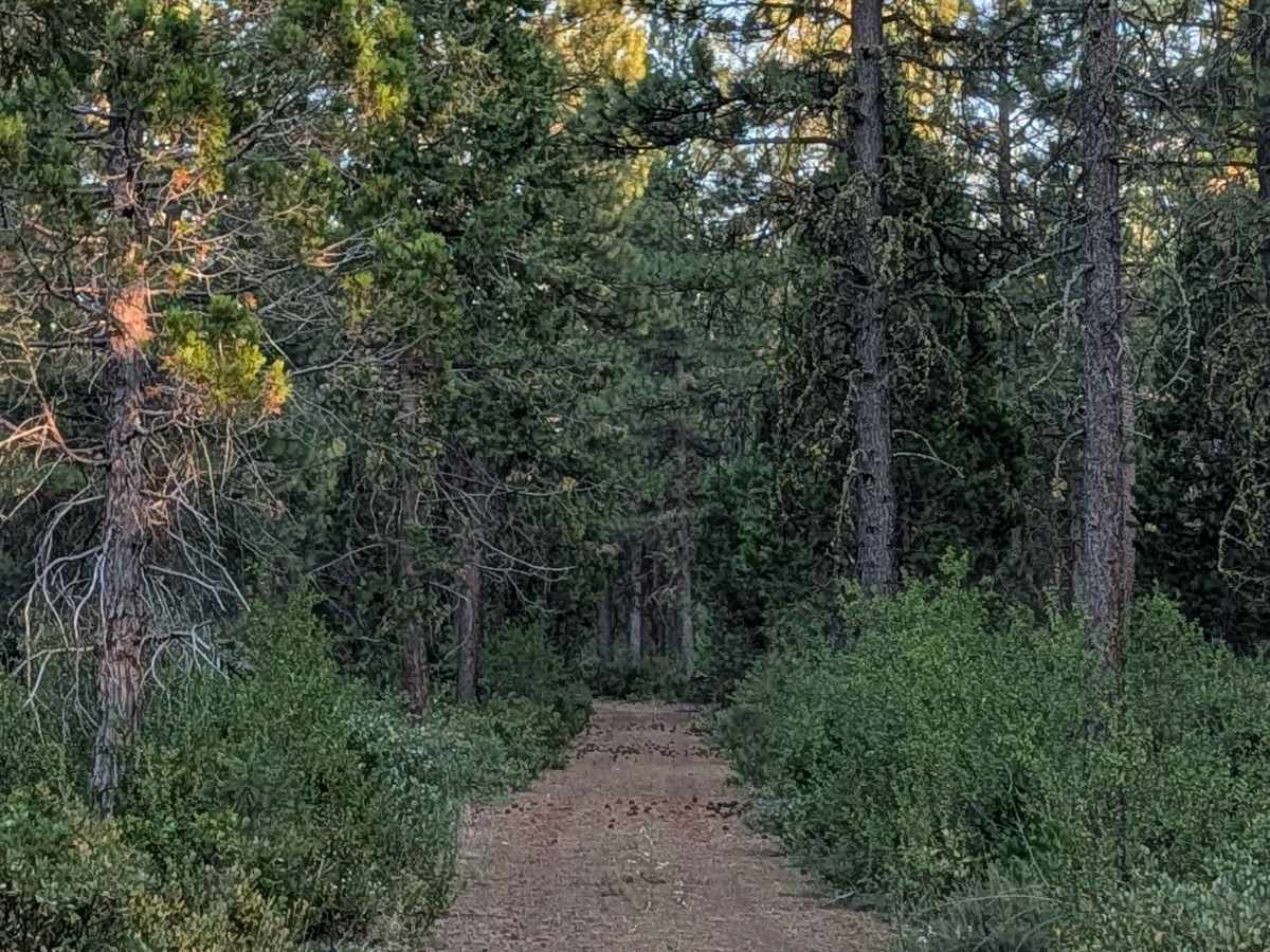 Julia - FS 41N19Y trail photo