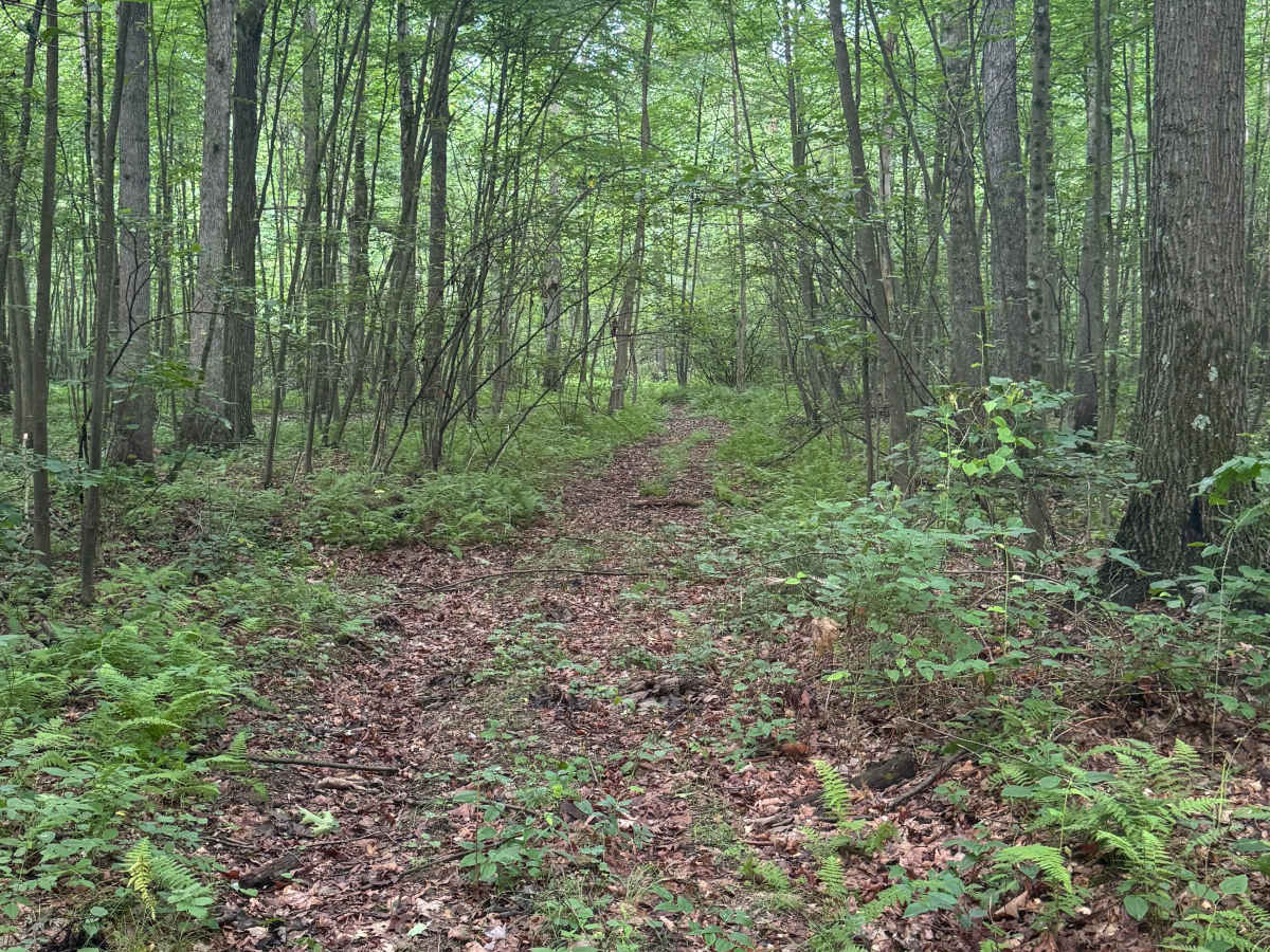 Trail 54 photo 2