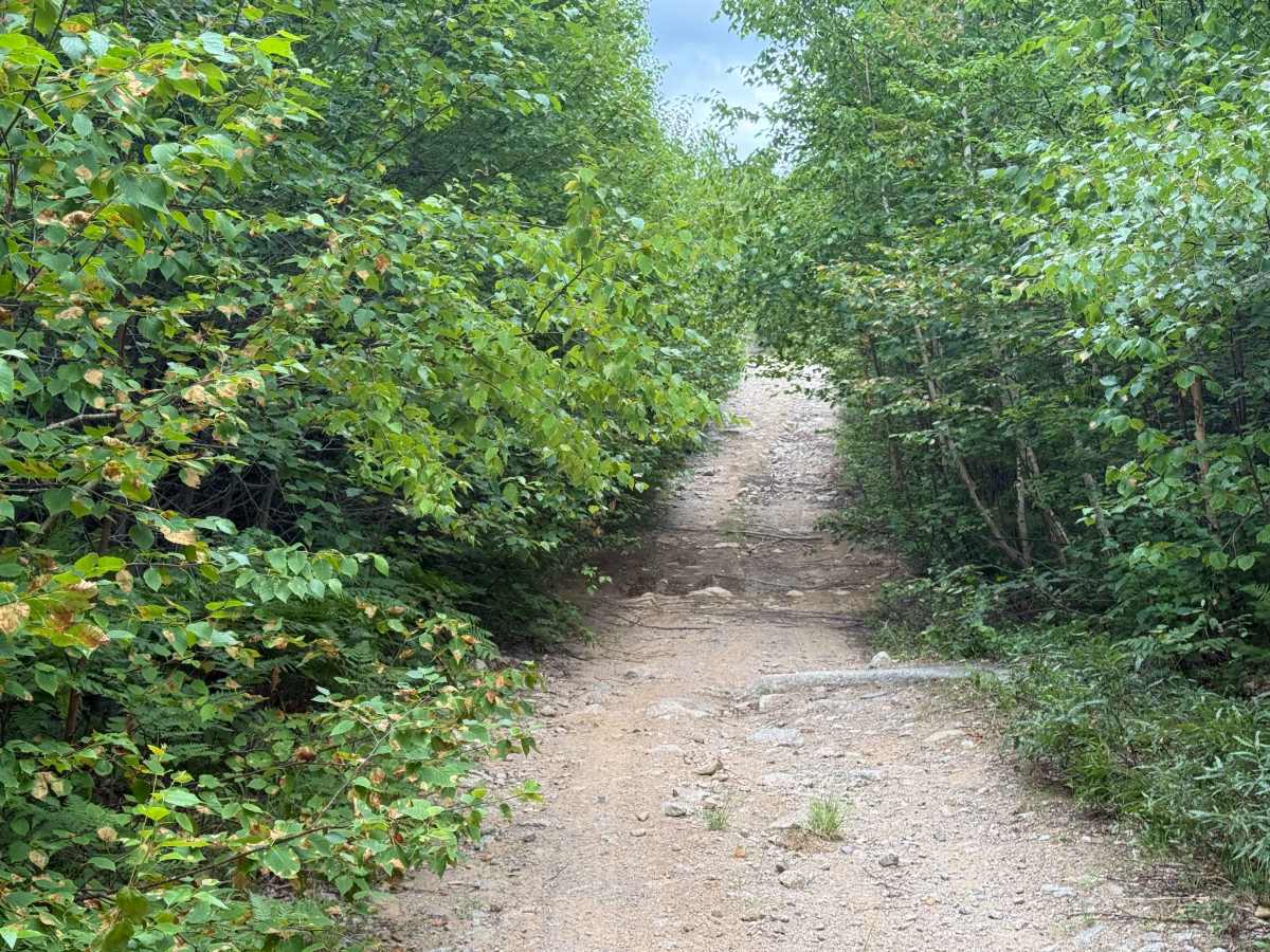 Trout Lake Road trail photo