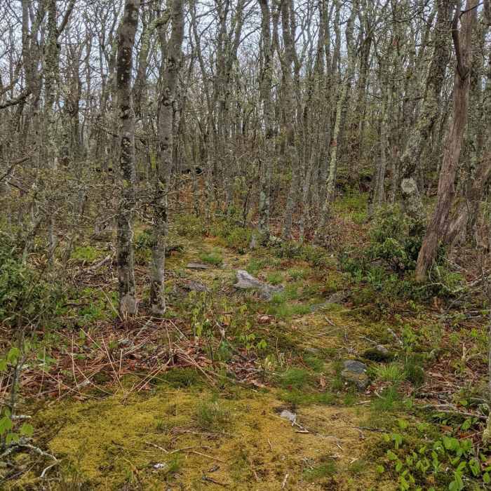 Near Bear Cliffs Trail