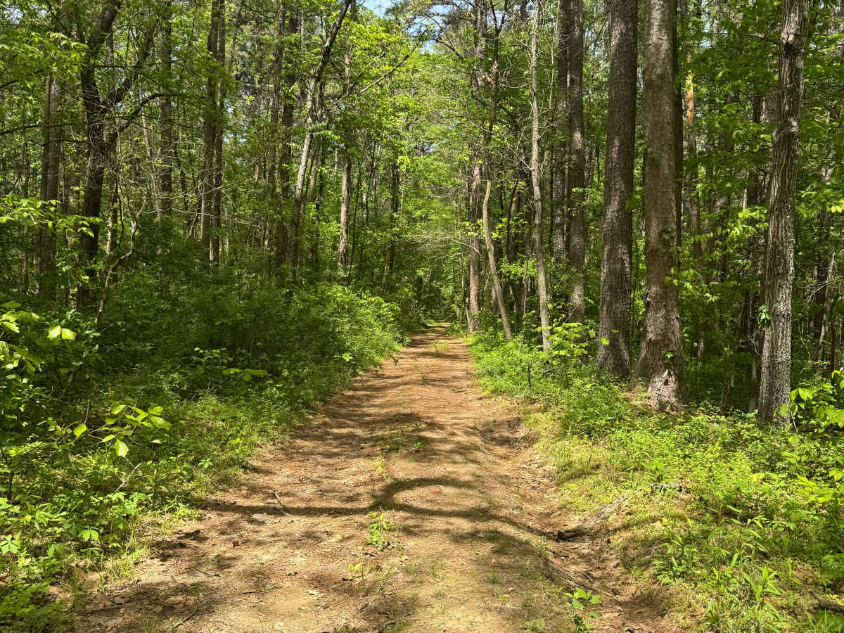 Goose Ridge Trail trail photo