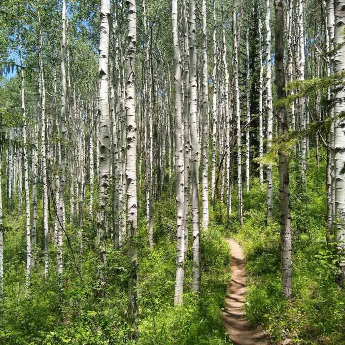 Near Beaver Creek Village Lunch Loop Hike