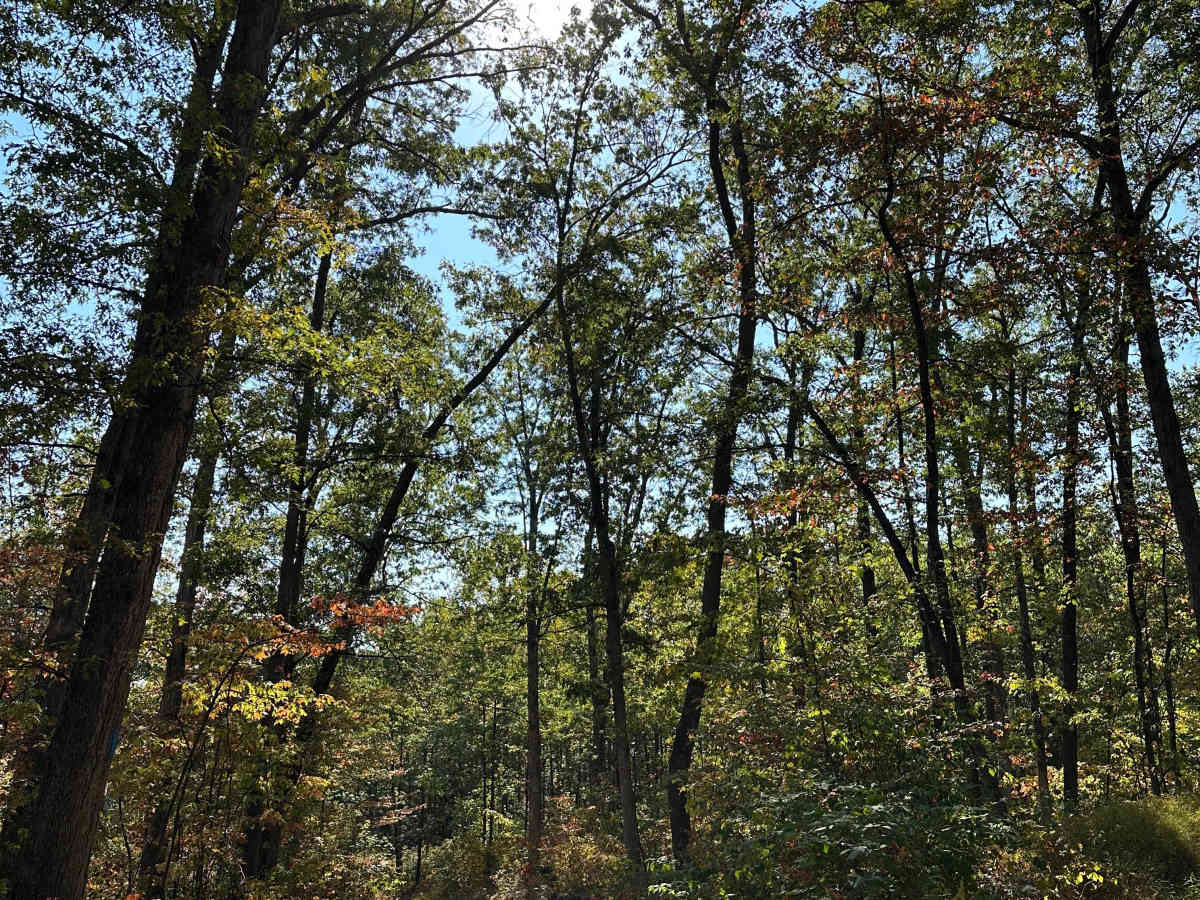 Howards Trail photo 2