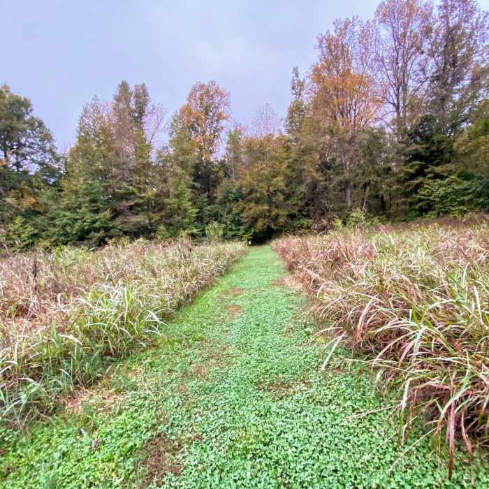 Near Two Forks Trail