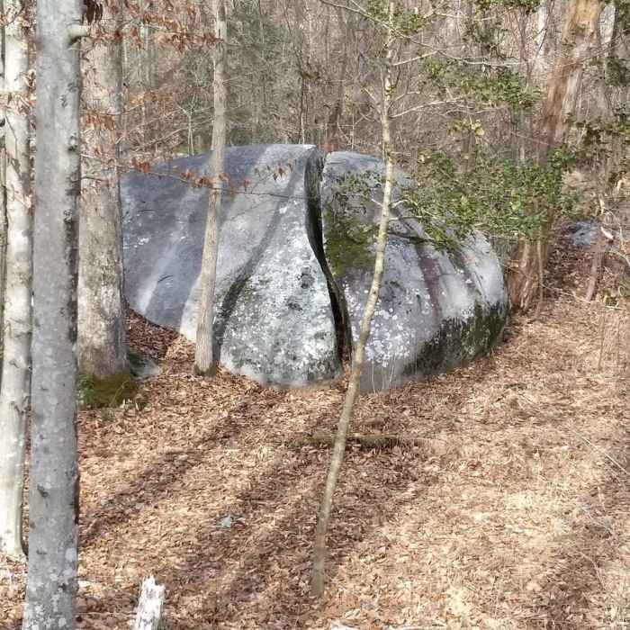 Forest Exploration Trail Near Fendley Station Loop A