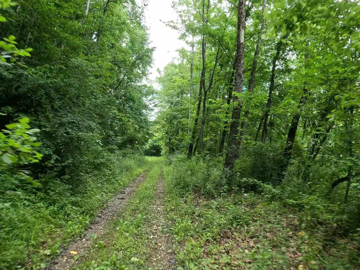 W13 trail photo