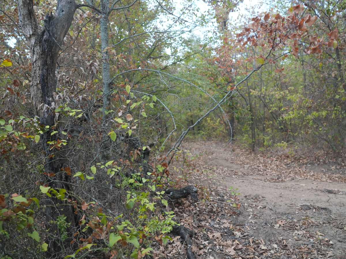 Green 58 trail photo
