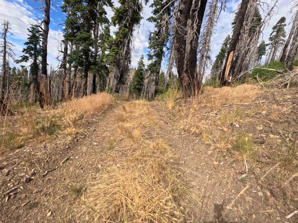 Buckhorn Ridge - FS 21N87 photo 5