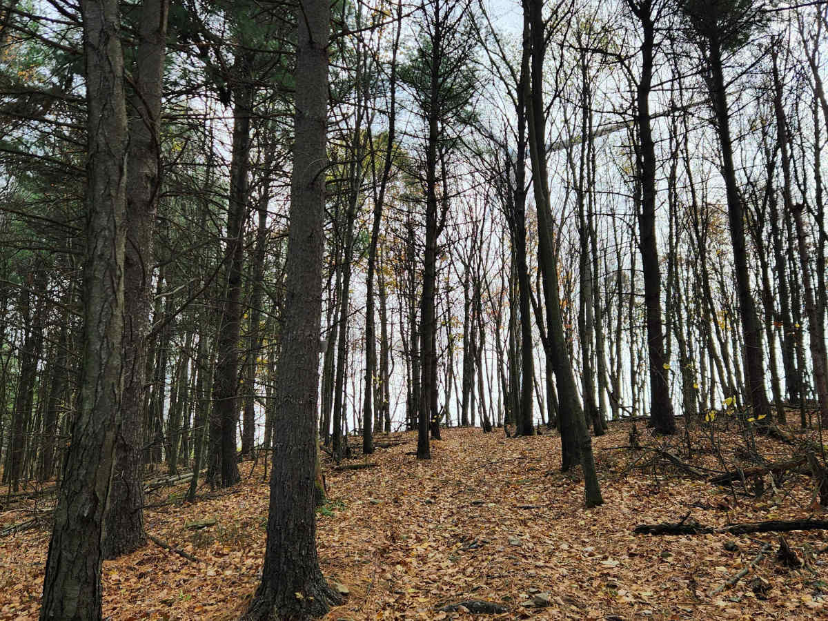 OHV 5 - Rock Run Recreation Area photo 6