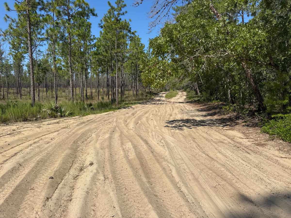 Ocala National Forest Road 58 photo 5