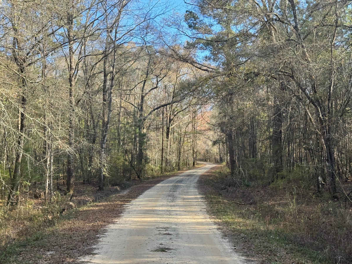 Jackson Island Road photo 5