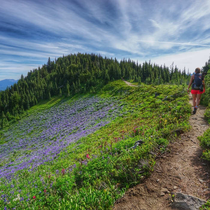 Experience wildflower scents for days along the Tolmie Peak Trail. Near Tolmie Peak Trail