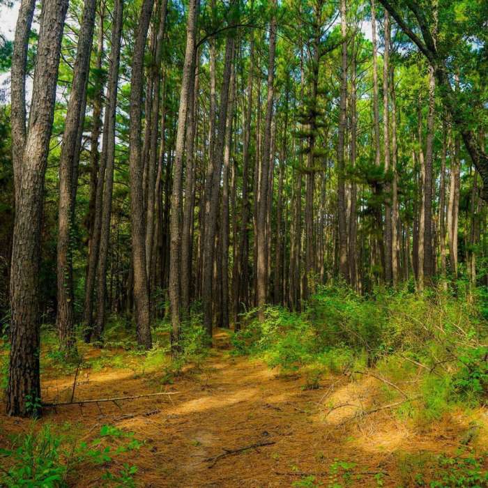 Several stands of tall pines open up the forest floor along the trail. Near Trail 2