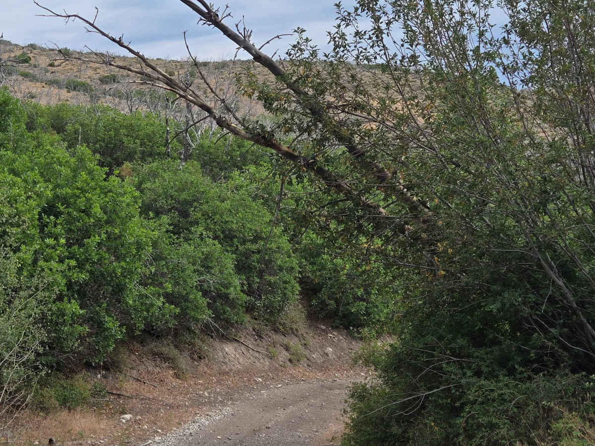 Downhill Wash Road - FS 41040 photo 2