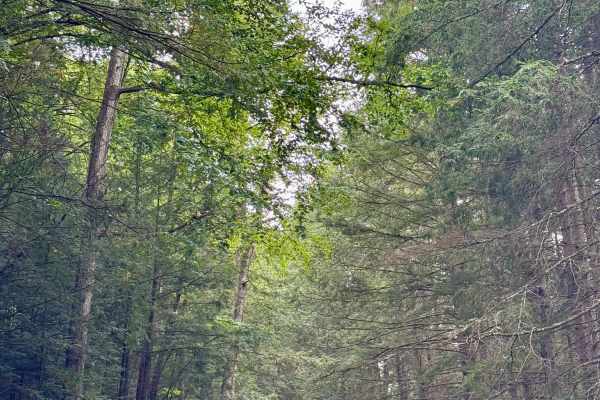 Sugar Camp Road