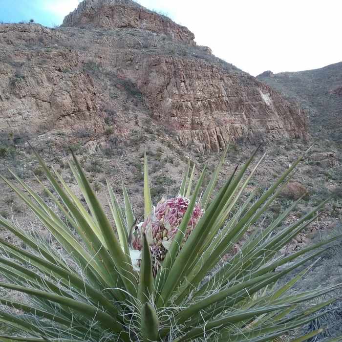 Near Thunderbird