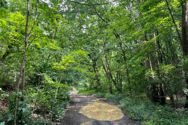 Caroll Road