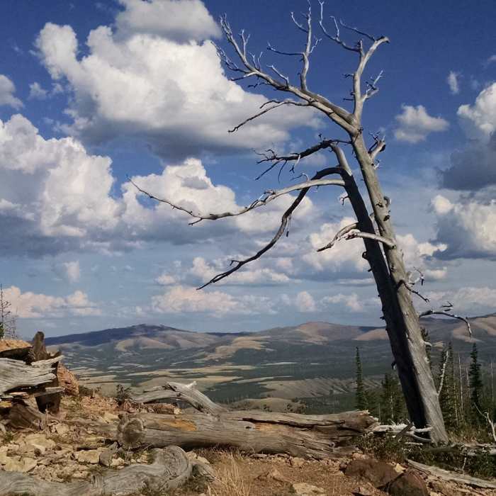 Near Bunsen Peak Trail
