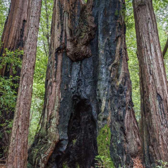 Near Redwood Hiking Trail