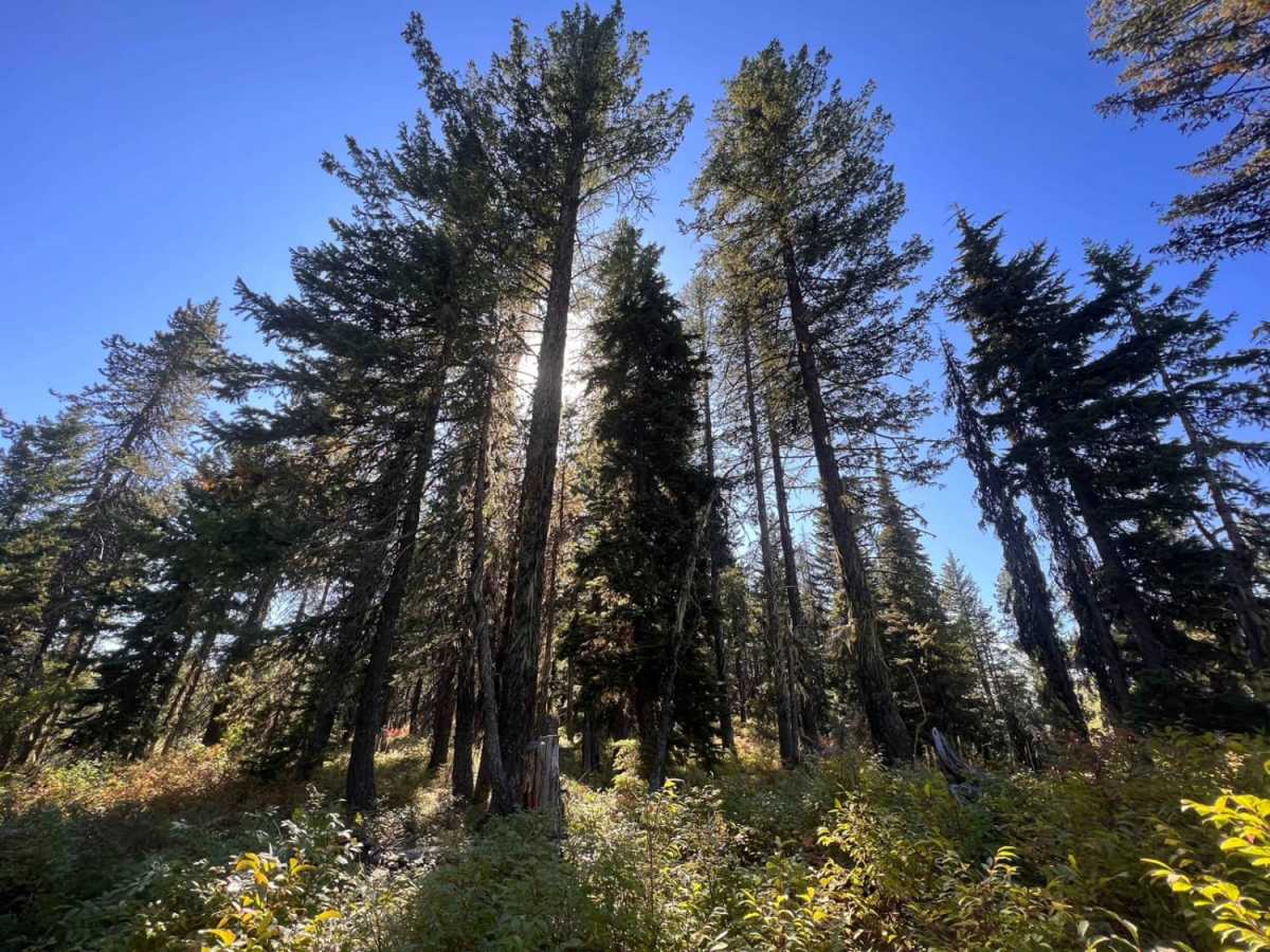 Huckleberry Mountain photo 4