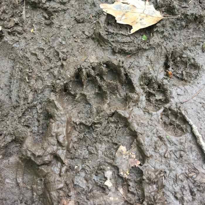 Near Escarpment Trail