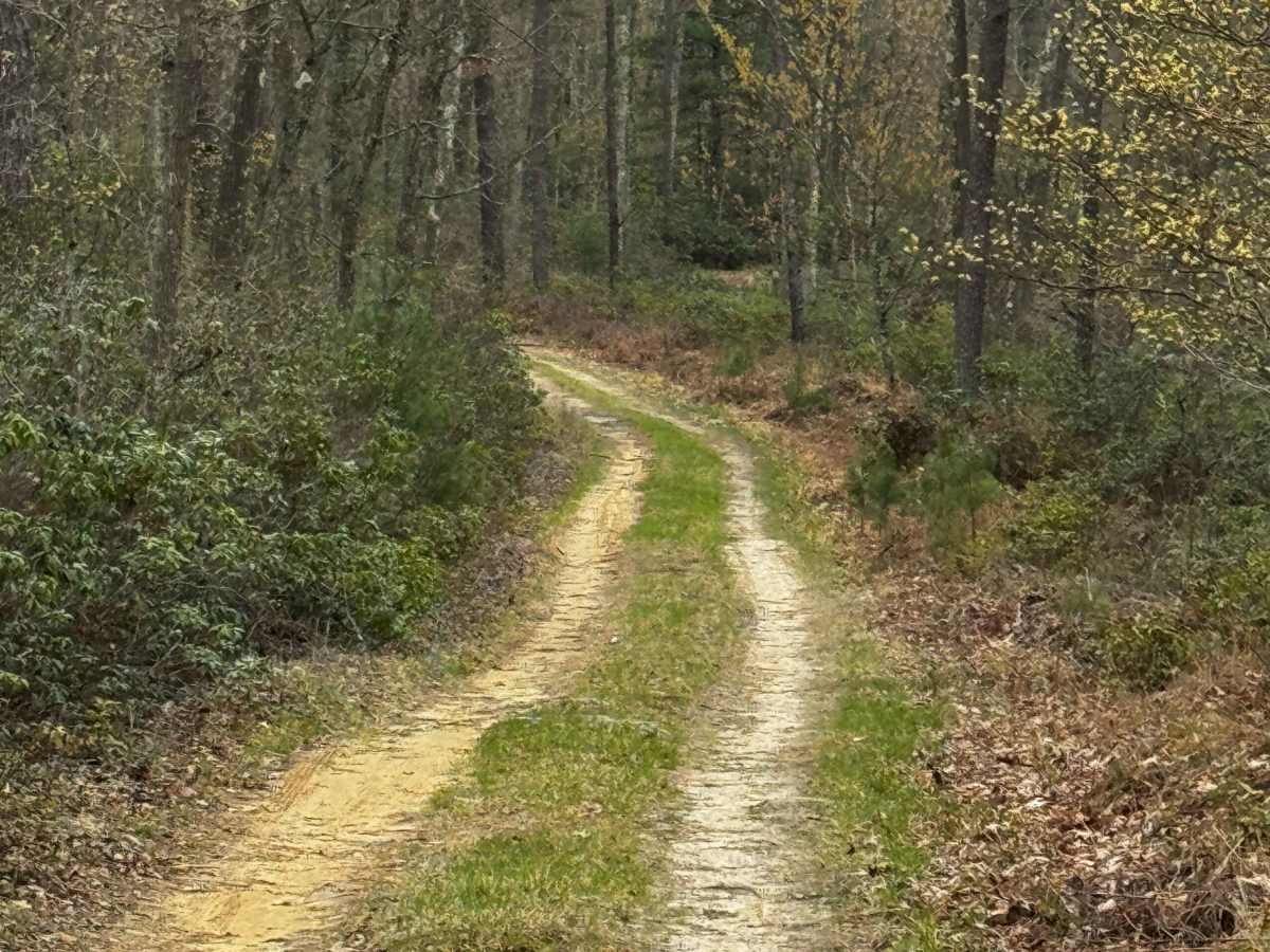 Wildcat Trail photo 5