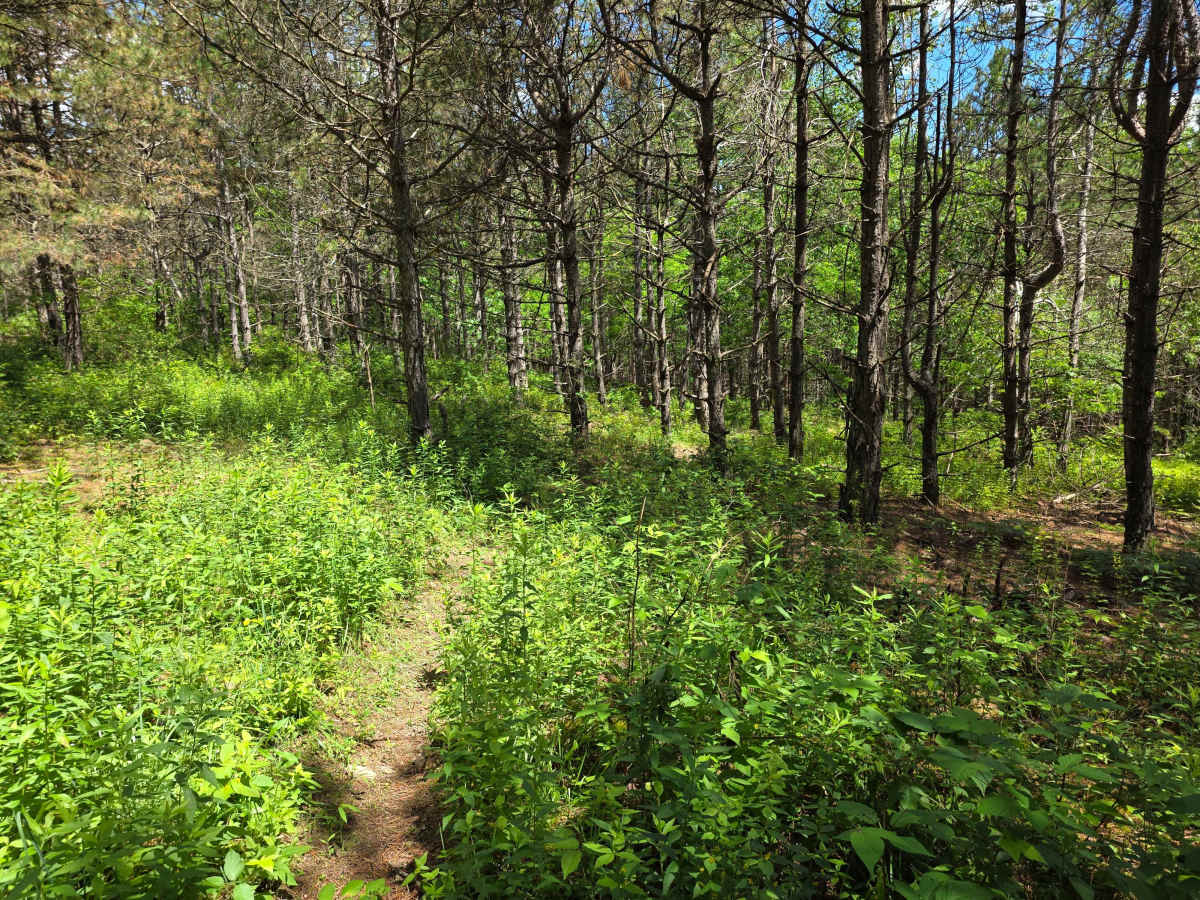 Single Track EE photo 3