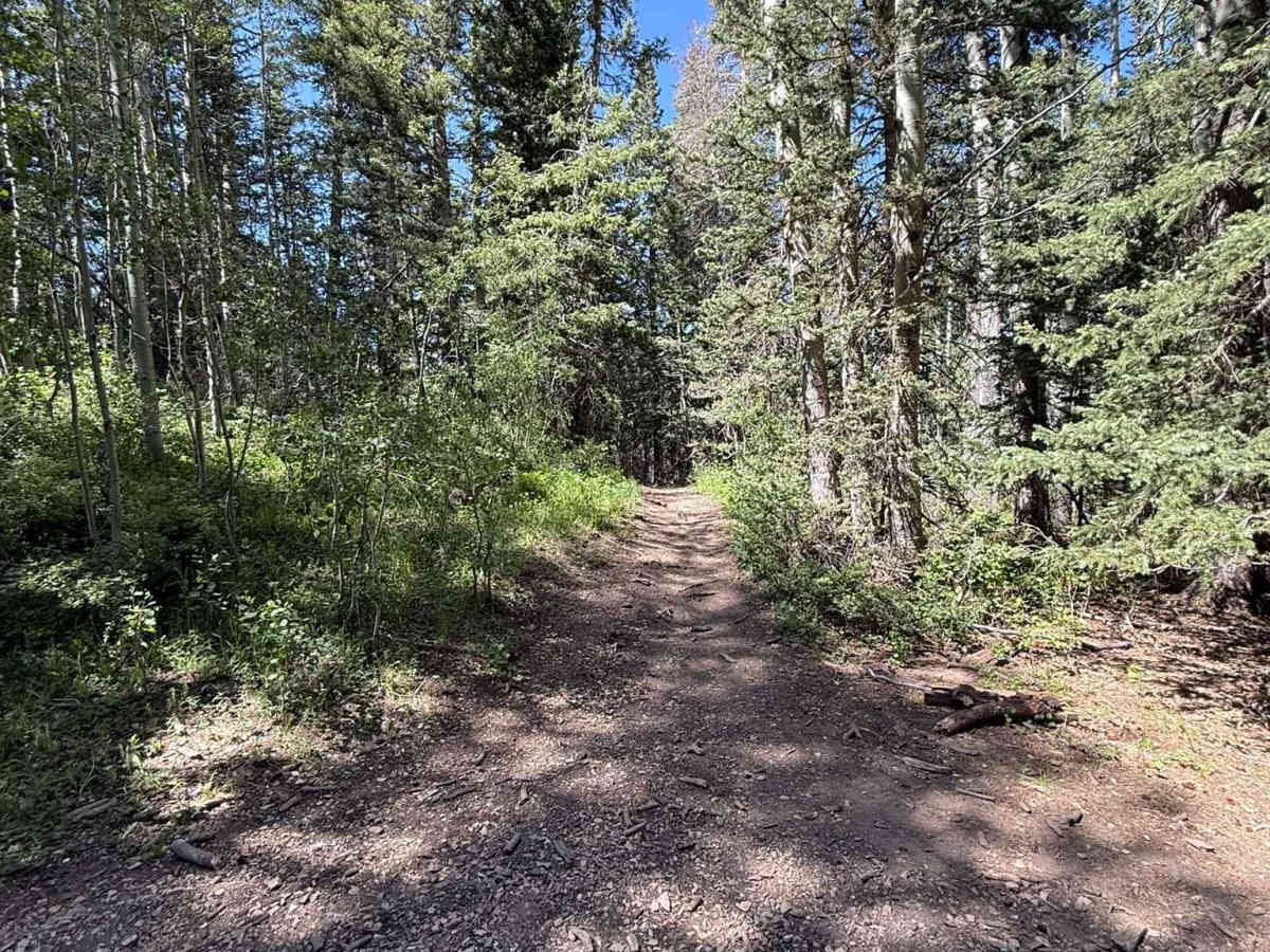 Spring Creek Trail No. 159 photo 3