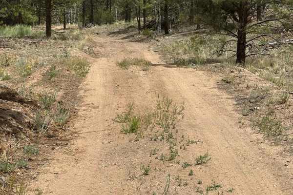 Saplings Road