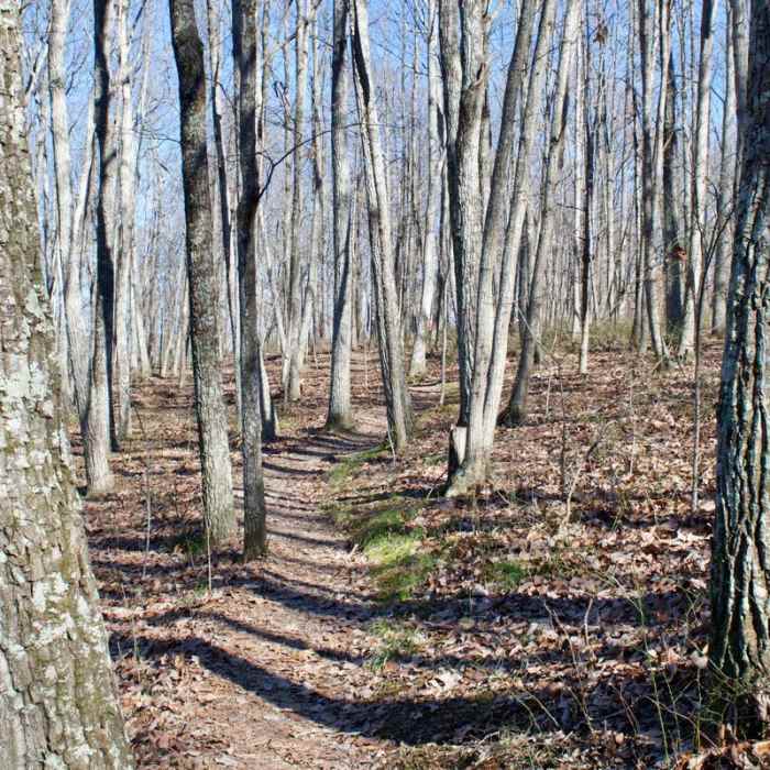 Near Henry Hollow Loop