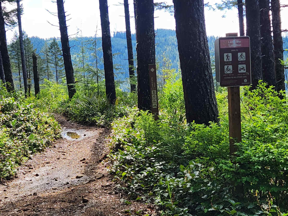 Larch Mountain Trail West trail photo